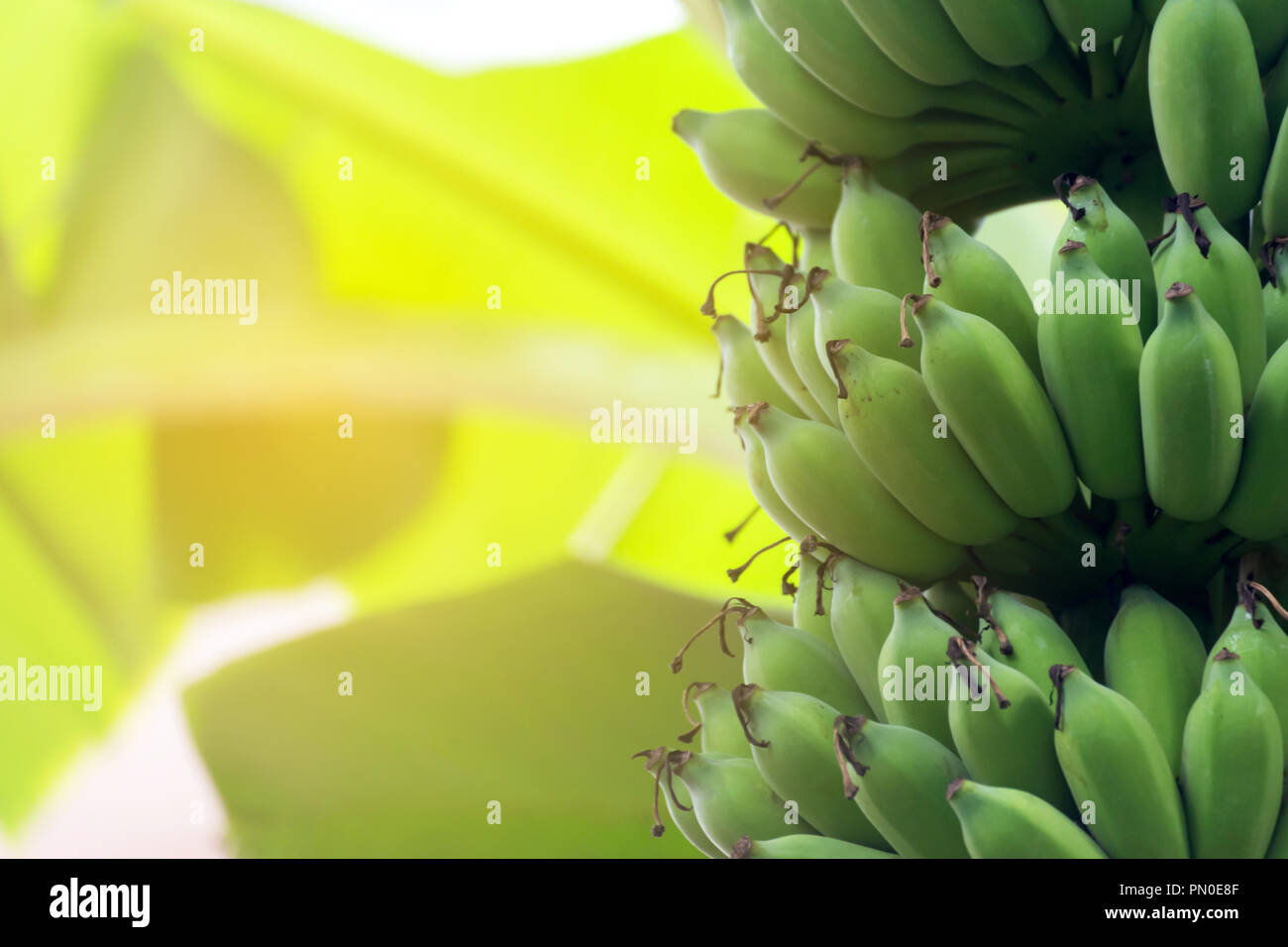 Banana plantation africa hires stock photography and images Alamy
