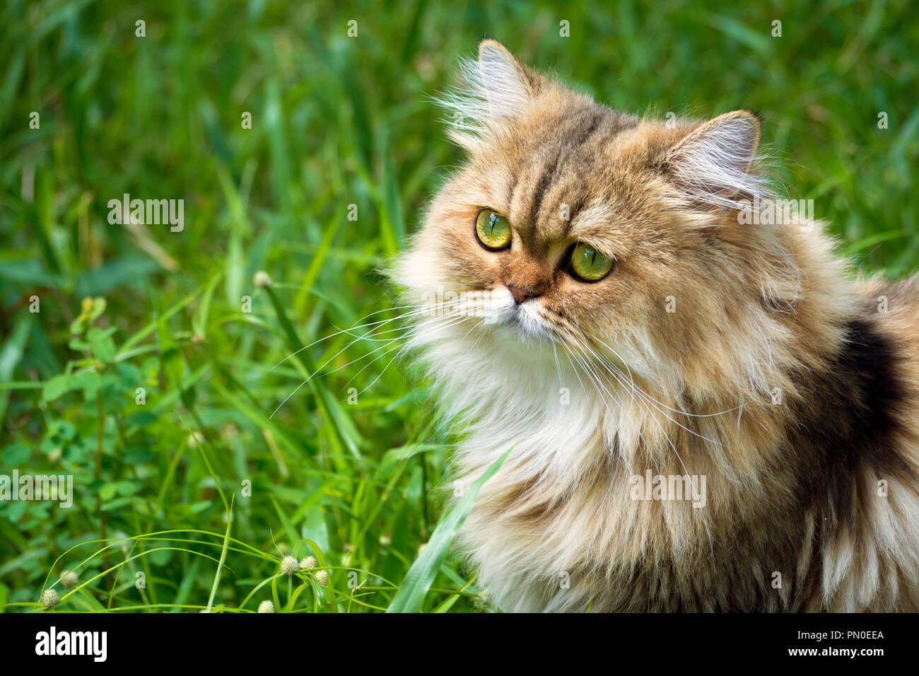 Chinchilla Persian Cat With Green Eyes Stock Photos Chinchilla