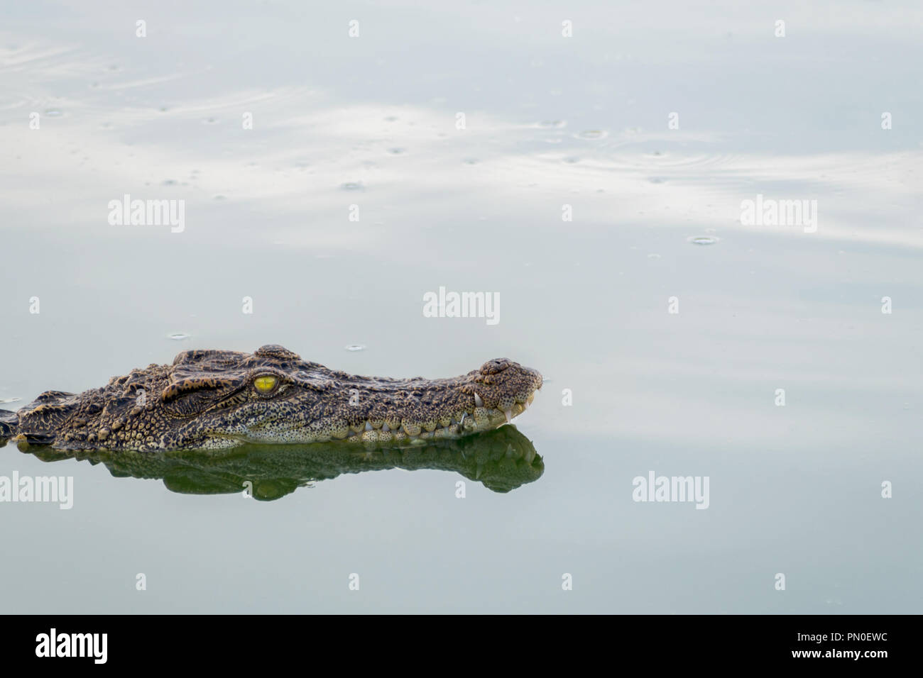 wildlife crocodile floating on the water and waiting to hunt an animal in the river. animal wildlife and nature concept. Stock Photo