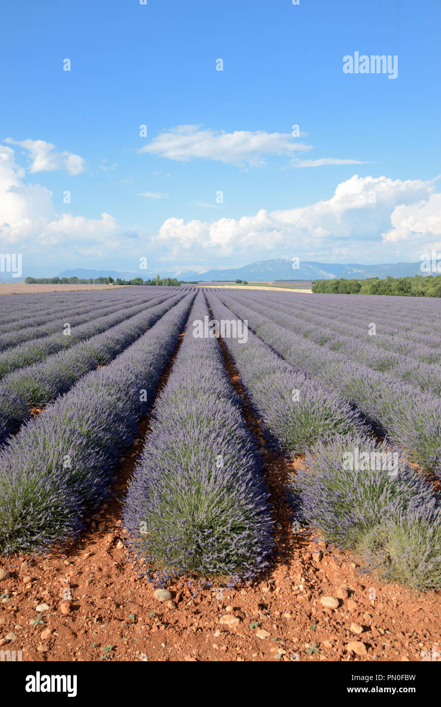 Lavender Field and Lavender Landscape on the Valensole Plateau Provence France Stock Photo