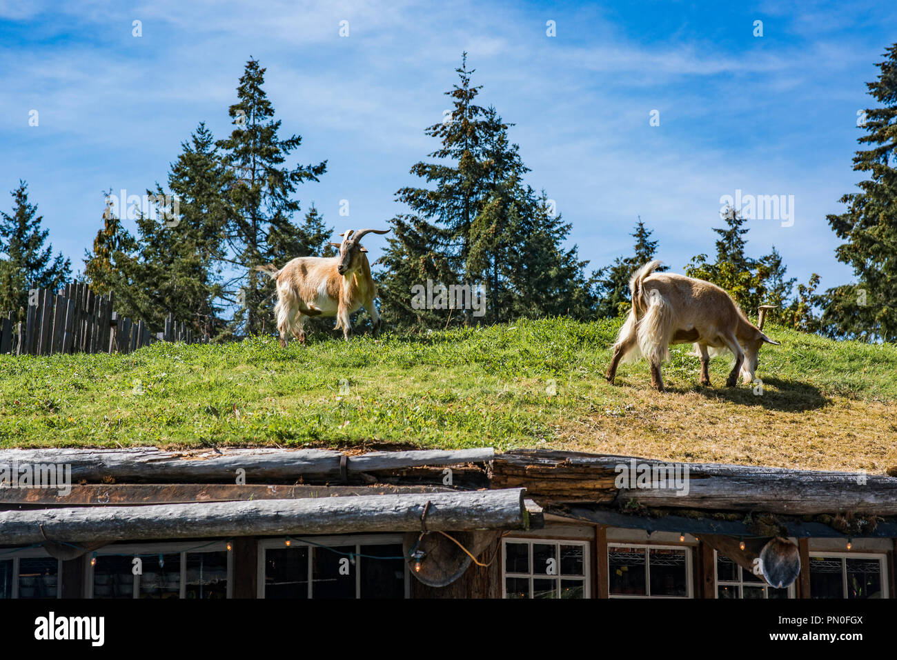 Goats at "Goats on the Roof" boutique retail complex, Coombs, Vancouver