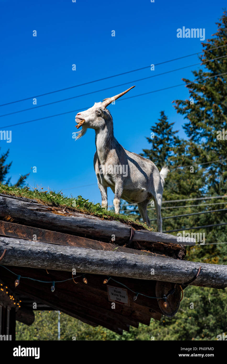 Goats on the roof hires stock photography and images Alamy