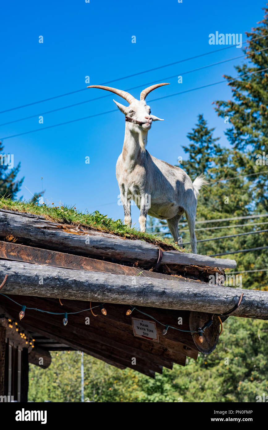 Goats on the roof hires stock photography and images Alamy