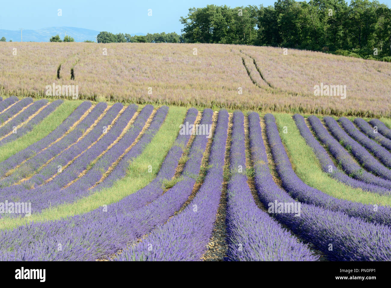 Rows of Lavender Plants & Field of Clary or Clary Sage, Salvia sclarea, on the Valensole Plateau Provence France Stock Photo