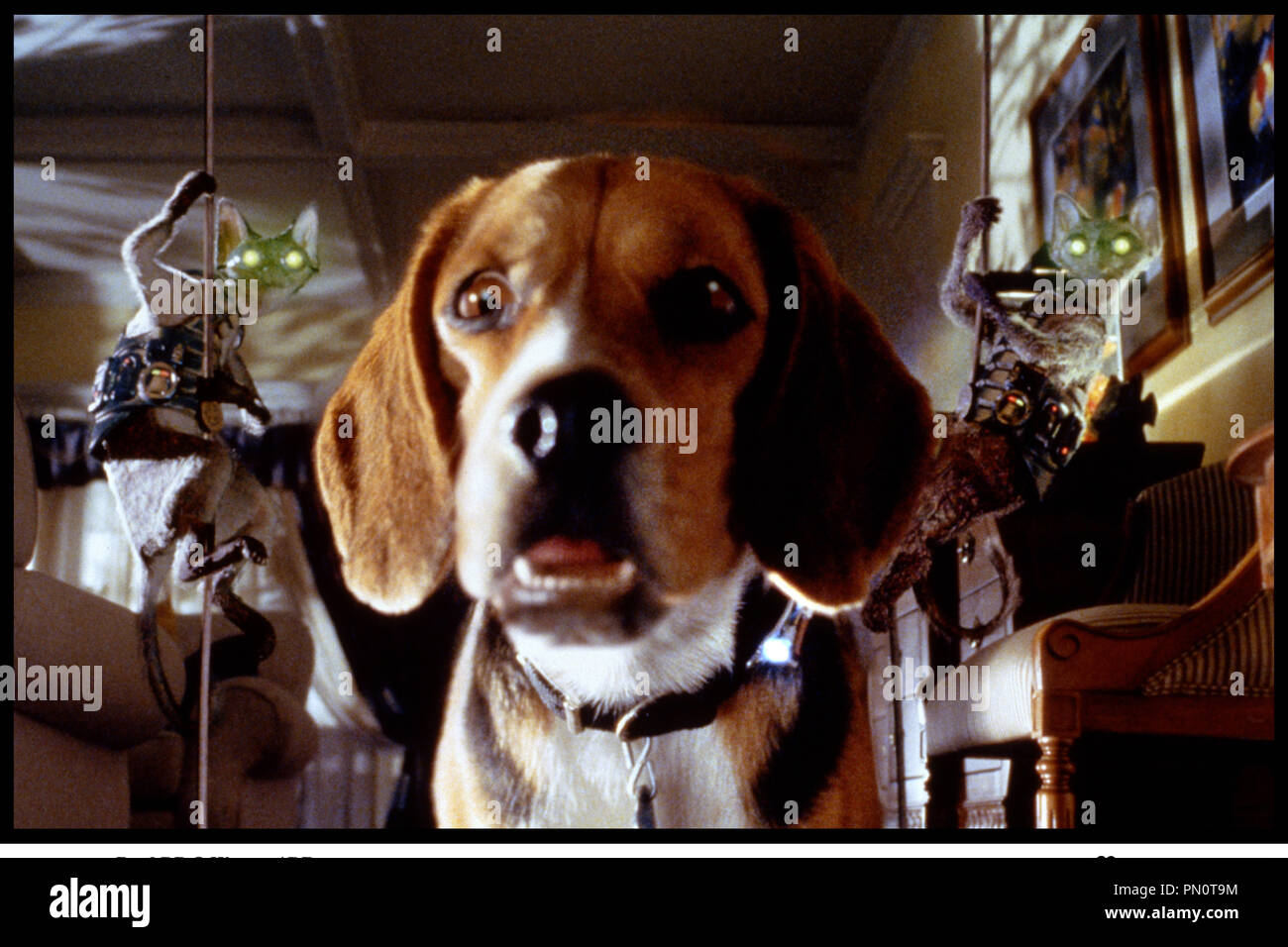 Prod Db â Warner Dr Comme Chiens Et Chats Cats And Dogs