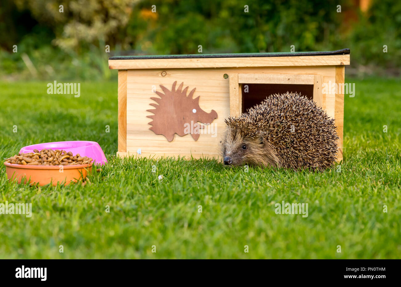 Hedgehog, wild, native, European hedgehog with hedgehog house, food and water.  Facing left.  Scientific name: Erinaceus europaeus. Horizontal. Stock Photo