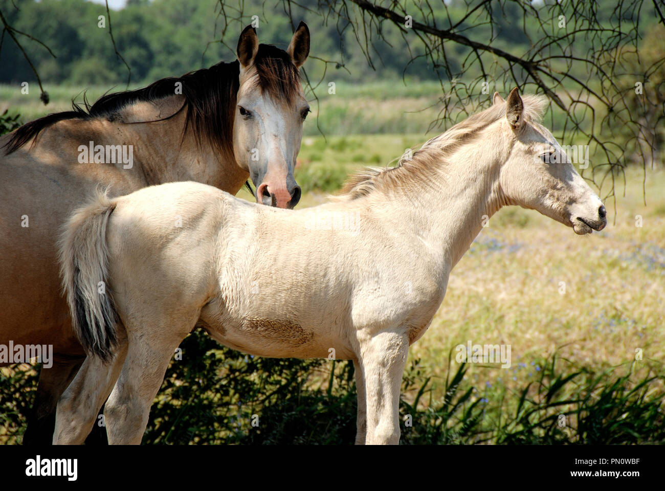 Lusitano horse, a portuguese pure breed. Herdade da Barroca d' Alva, Alcochete. Portugal Stock Photo