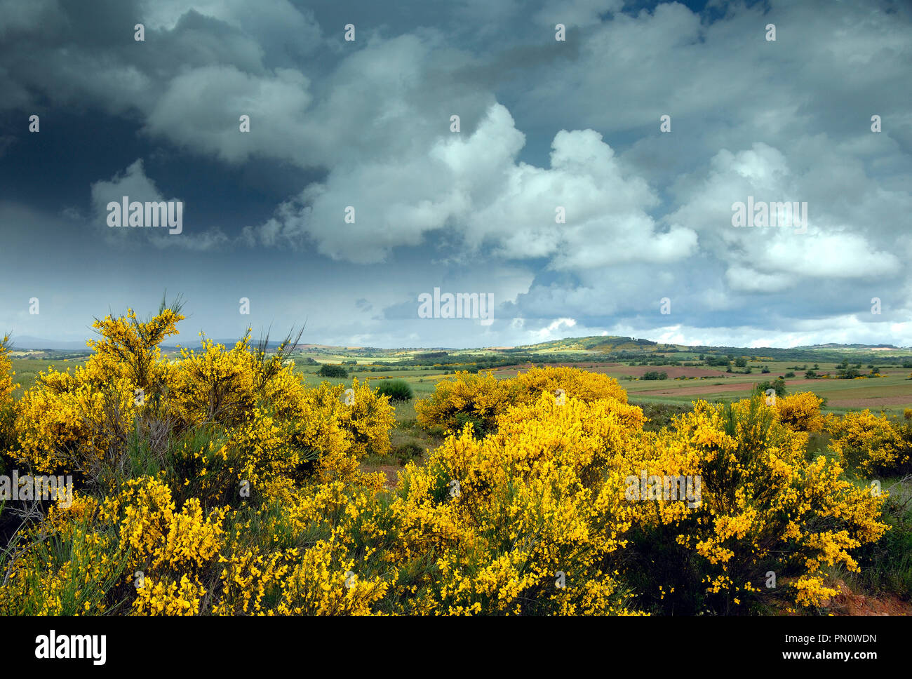 Spanish broom (Genista hispanica). Spring in the International Douro Natural Park. Tras os Montes, Portugal Stock Photo