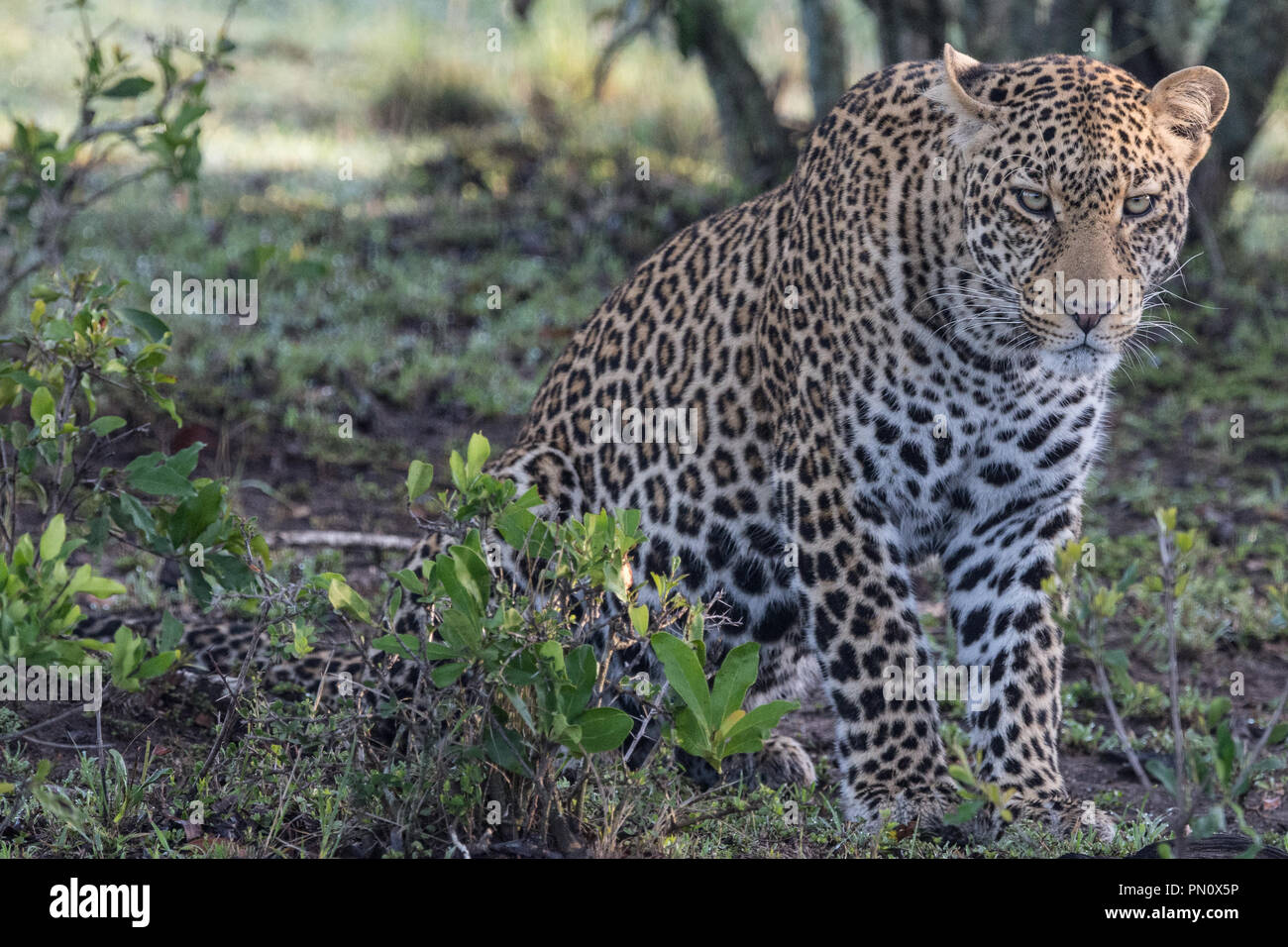 Leopard hunting hi-res stock photography and images - Alamy