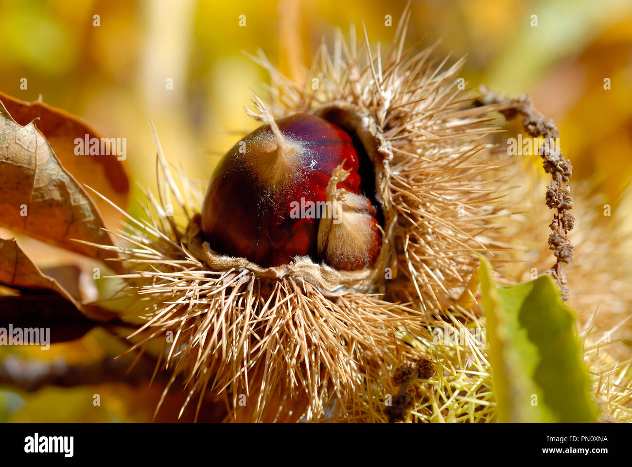 Chestnut in Autumn. Vinhais, Trás-os-Montes, Portugal Stock Photo