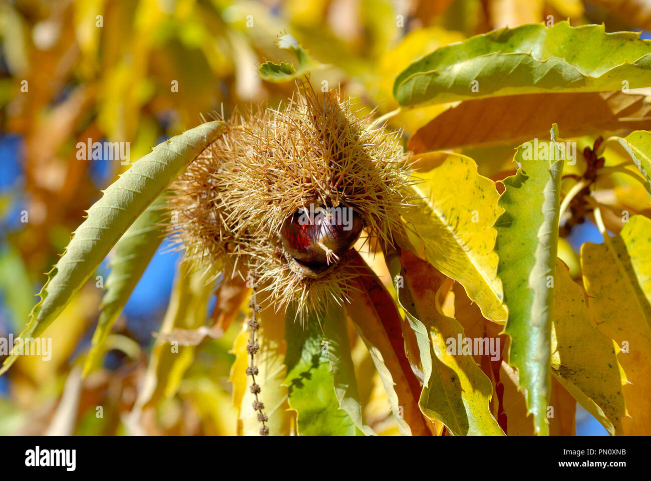 Chestnut in Autumn. Vinhais, Trás-os-Montes, Portugal Stock Photo