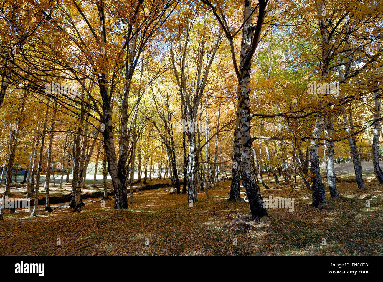Birch trees in Autumn, Covão da Ametade. Serra da Estrela Nature Park, Portugal Stock Photo