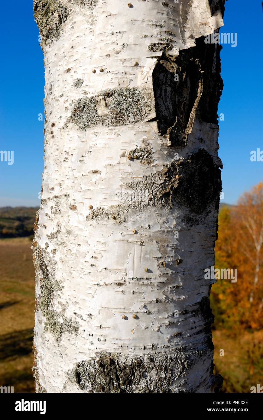Birch tree in Montesinho. Montesinho Nature Park, Trás-os-Montes. Portugal Stock Photo