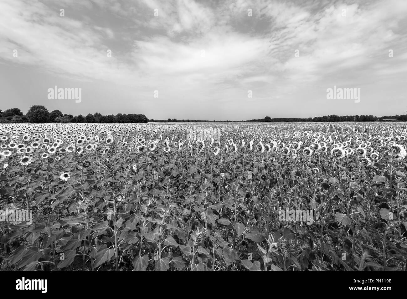 Agriculture. Farmer field with sunflowers. Black and white Stock Photo ...