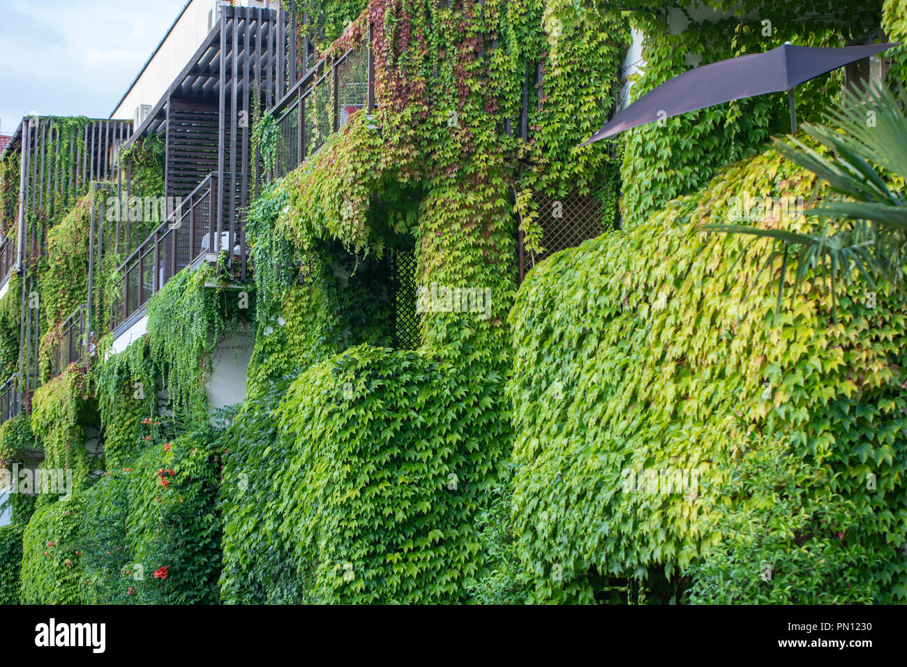 Climber plants hires stock photography and images Alamy