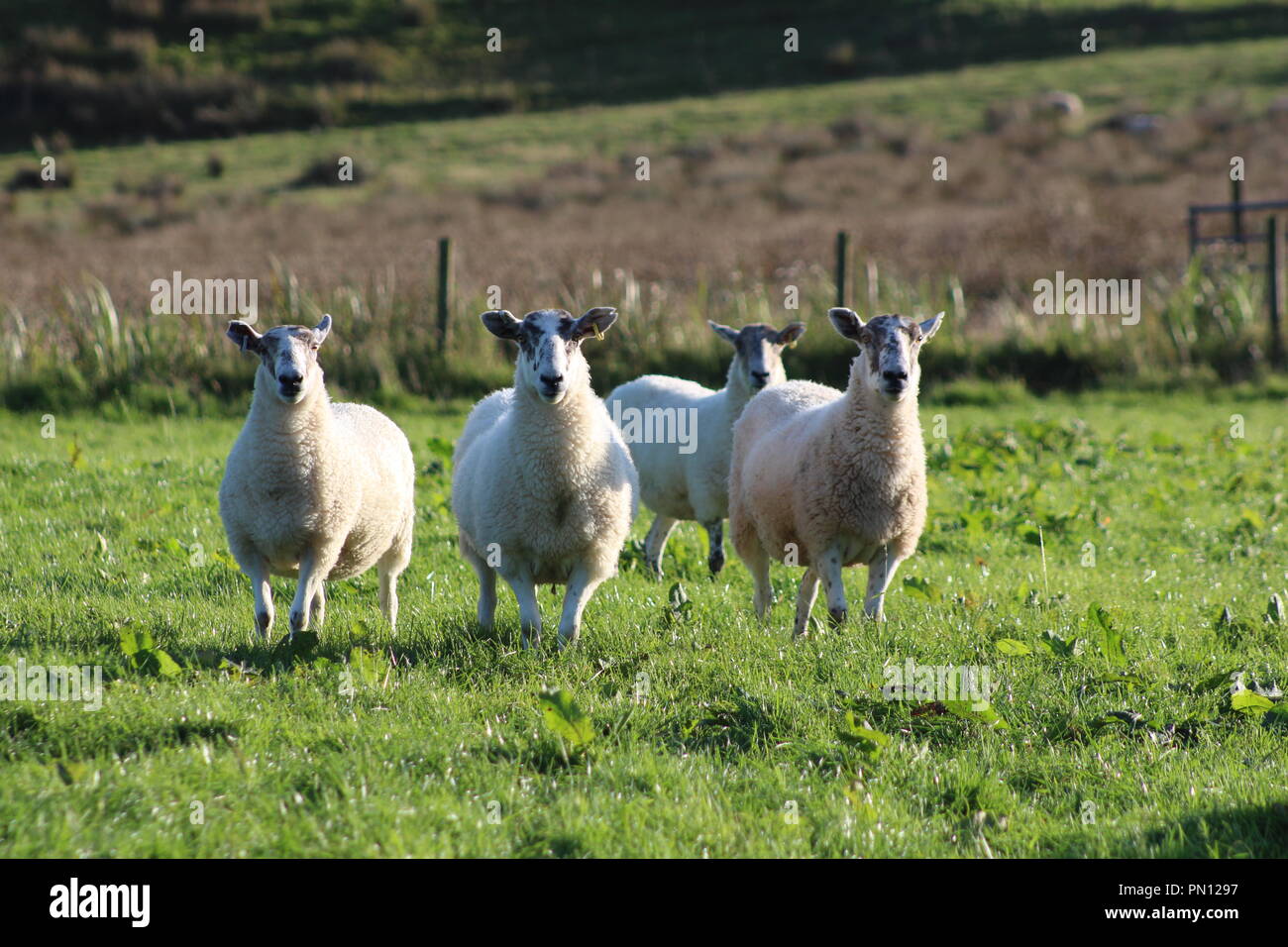 Eppnyt Hill sheep in Kintyre, Scotland Stock Photo