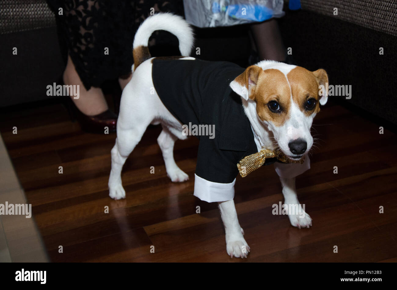 Jack Russell dog dressed smartly, dog with tie, funny photo Stock Photo