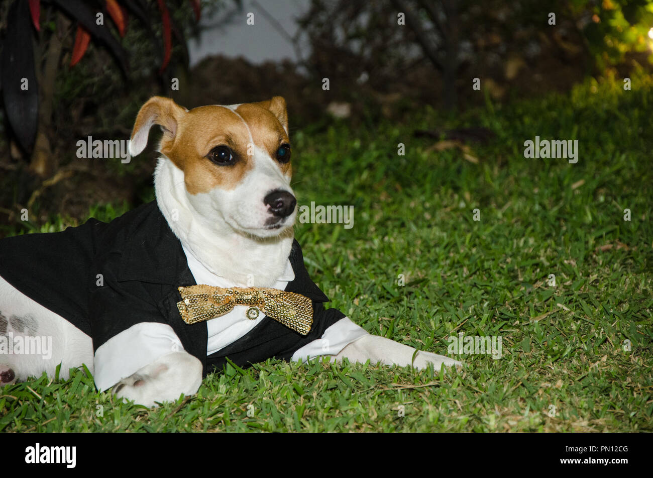 Jack Russell dog dressed smartly, dog with tie, funny photo Stock Photo