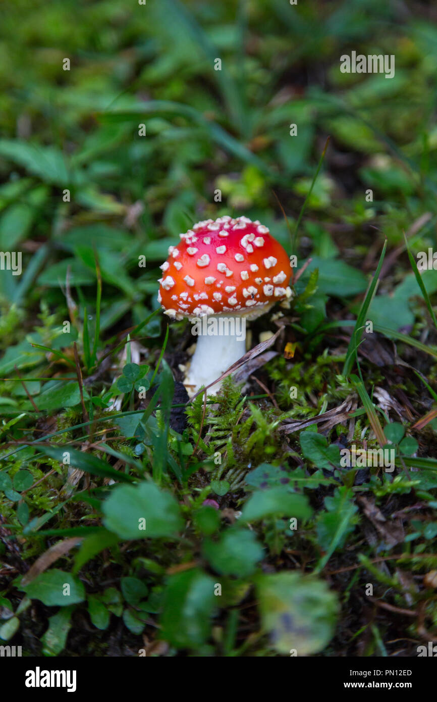 natural single fly-agaric mushroom in green grassland Stock Photo