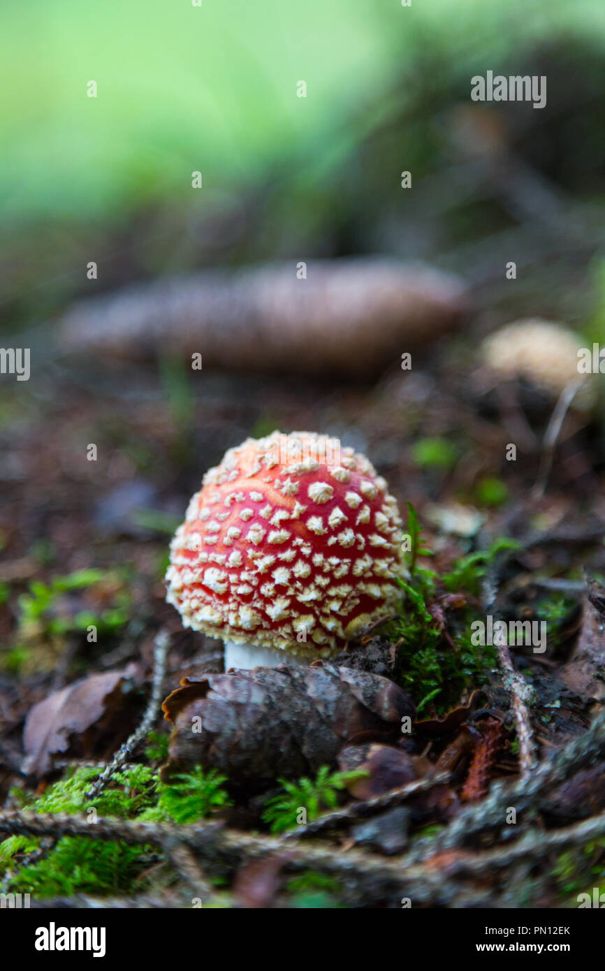 one natural fly-agaric mushroom in forest Stock Photo