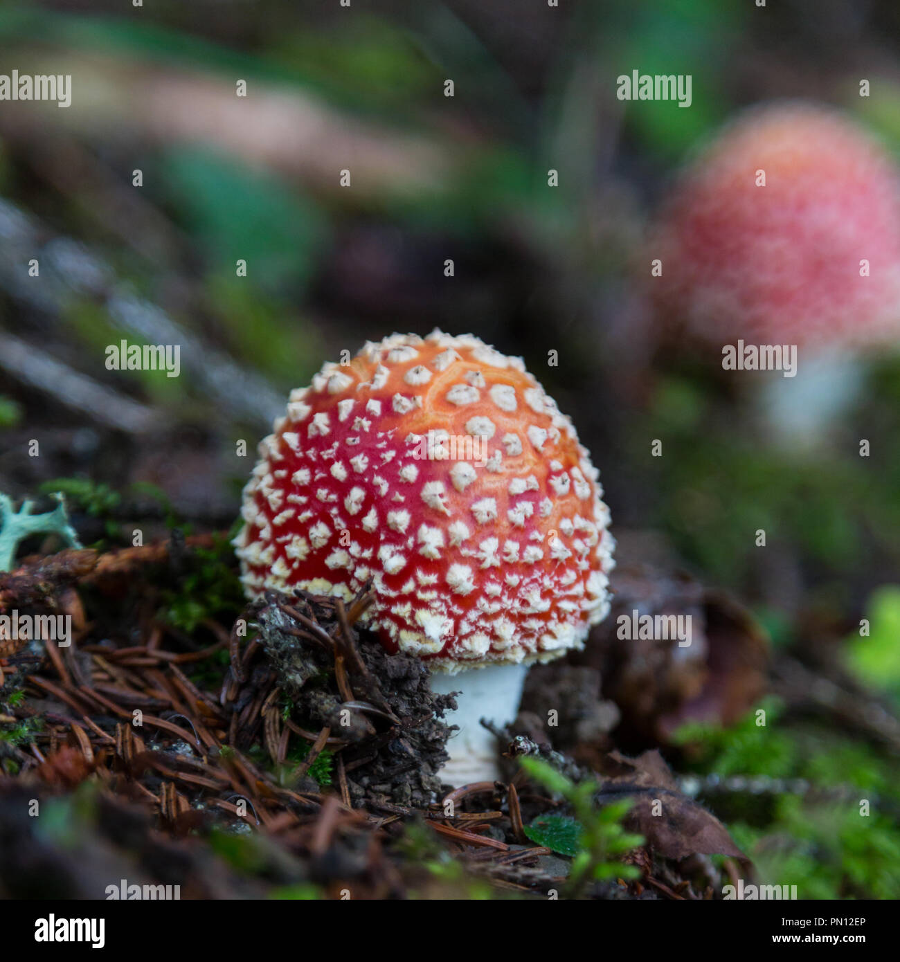 two fly-agaric mushrooms on natural ground Stock Photo