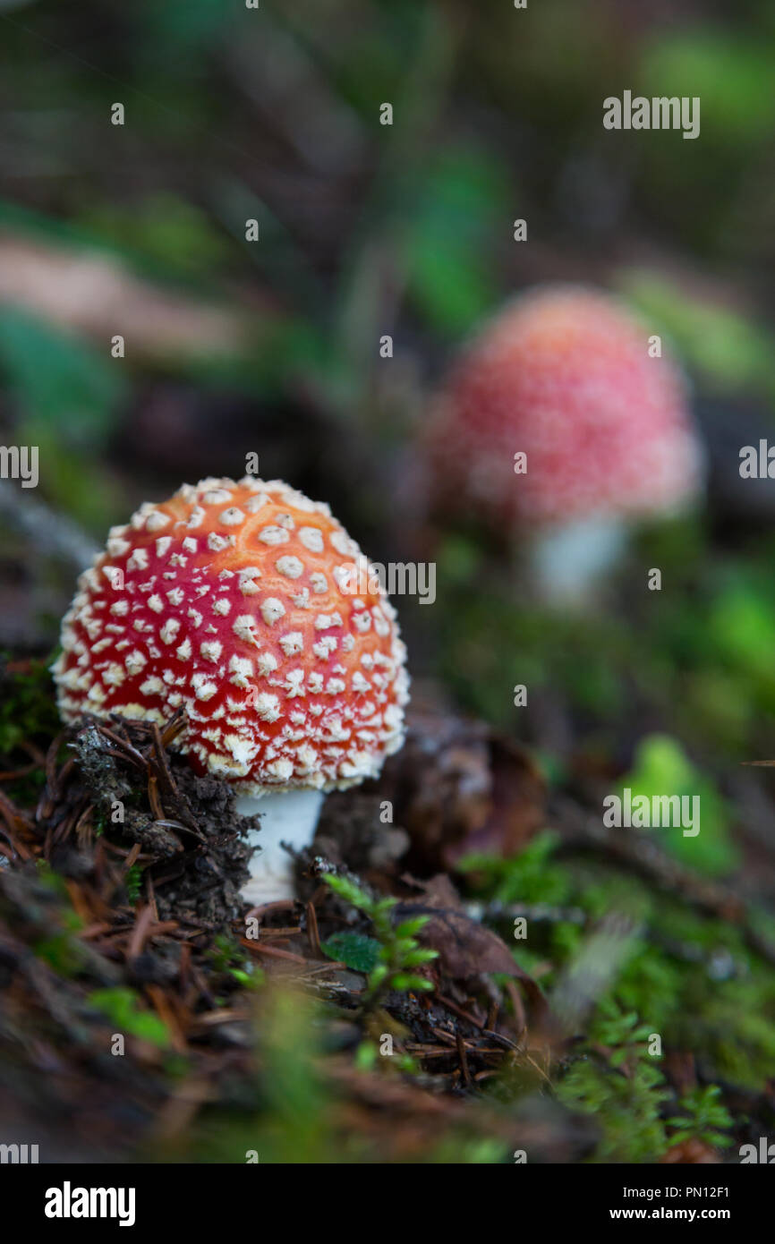 two natural fly-agaric mushrooms on ground Stock Photo