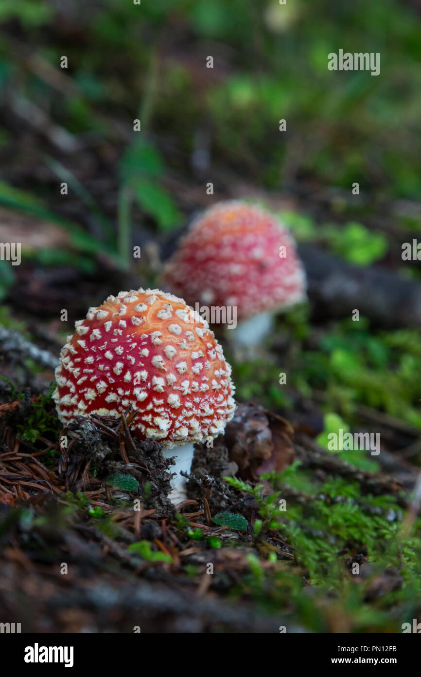 two natural fly-agaric mushrooms on forest ground Stock Photo