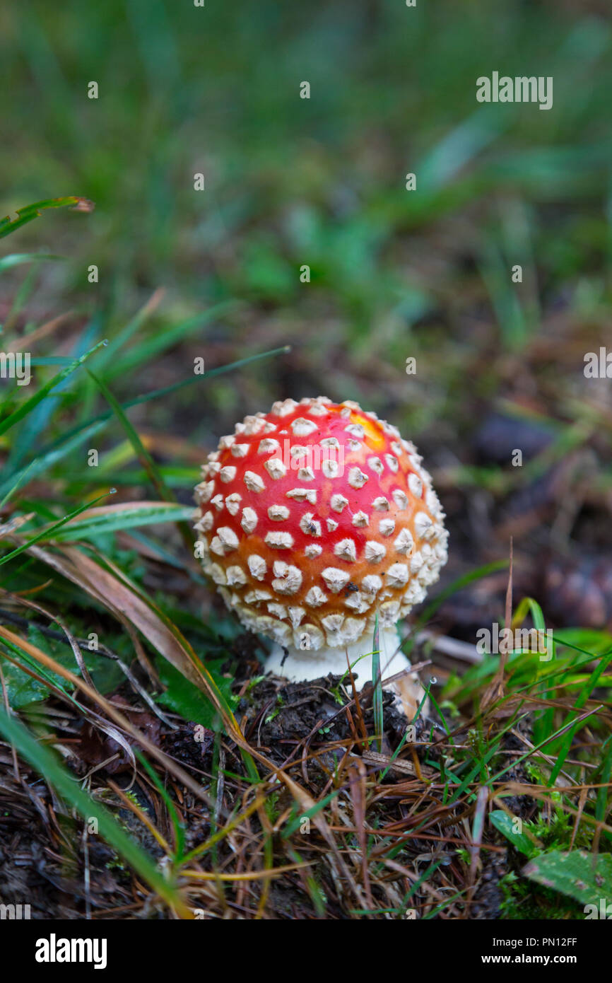 one natural fly-agaric mushroom in green grass Stock Photo