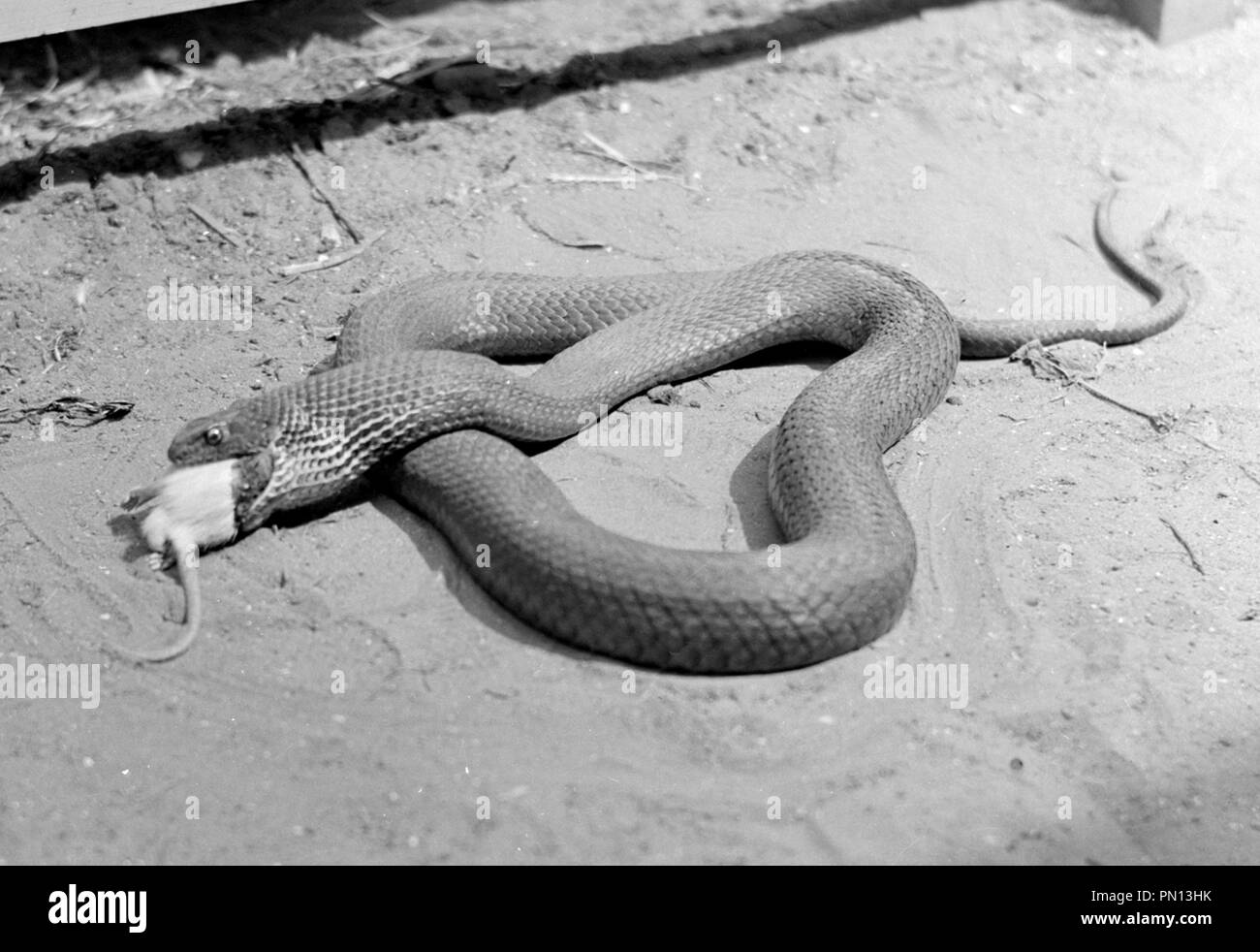Montpelier snake eating a white rat Stock Photo