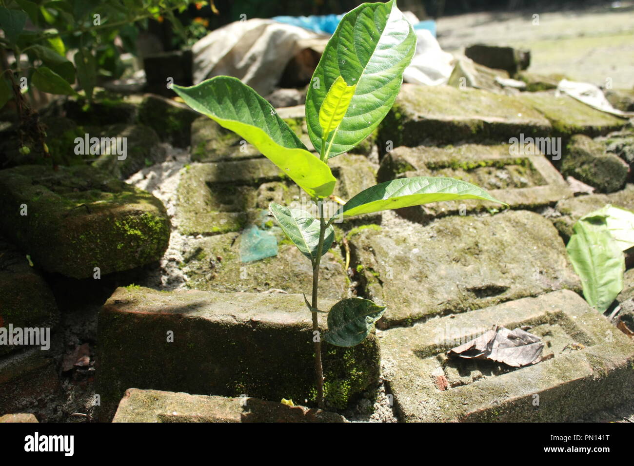 Jackfruit Tree - Seedlings Stock Photo