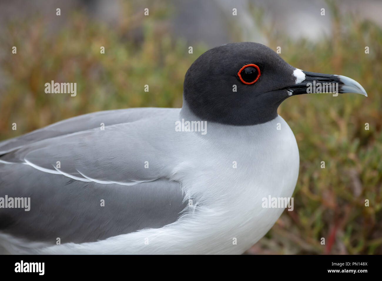 Profile of Swallow-tailed gull (Creagrus furcatus) in Galapagos Islands Stock Photo