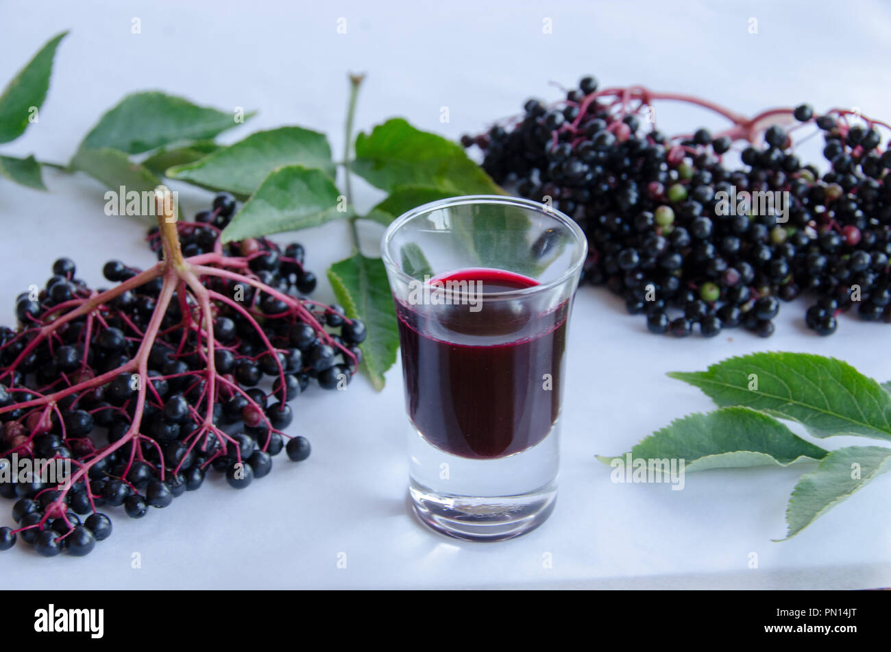 Elderberry branches and leaves with a shot of elderberry vinegar on white background Stock Photo