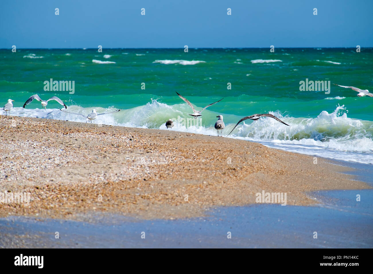 Waves beat on the seashore and seagulls take off Stock Photo