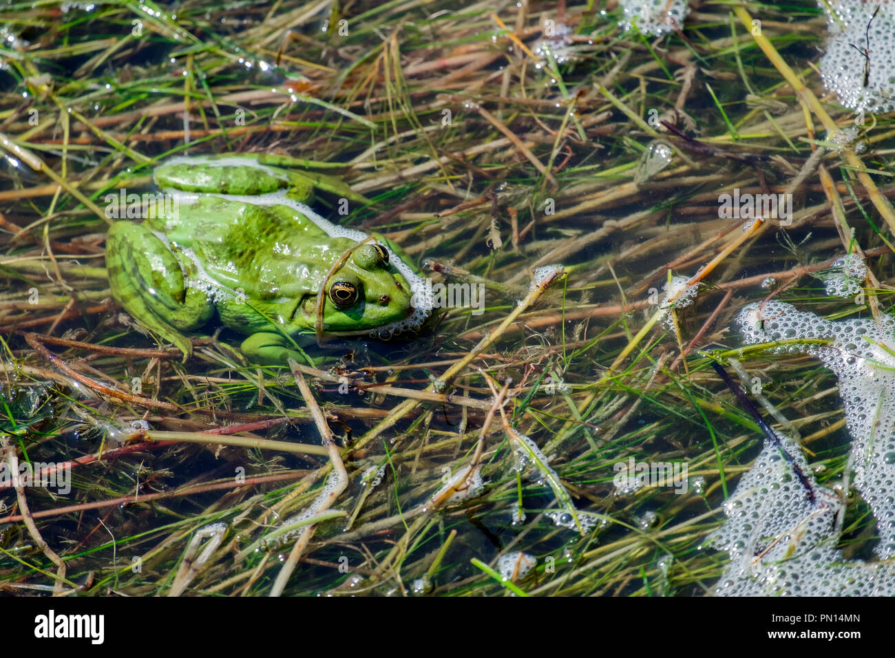Bright green marsh frog sits in algae of the lake (Pelophylax ridibundus) Stock Photo
