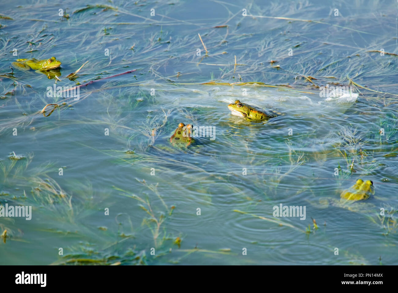 Bright green marsh frogs sits on algae in the upper layer of water (Pelophylax ridibundus) Stock Photo