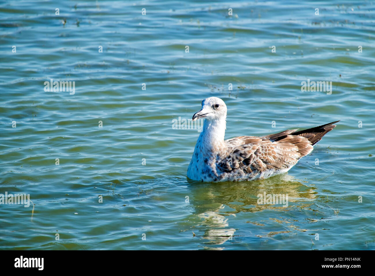 Caspian gull swims in the lake waters (Larus cachinnans) Stock Photo