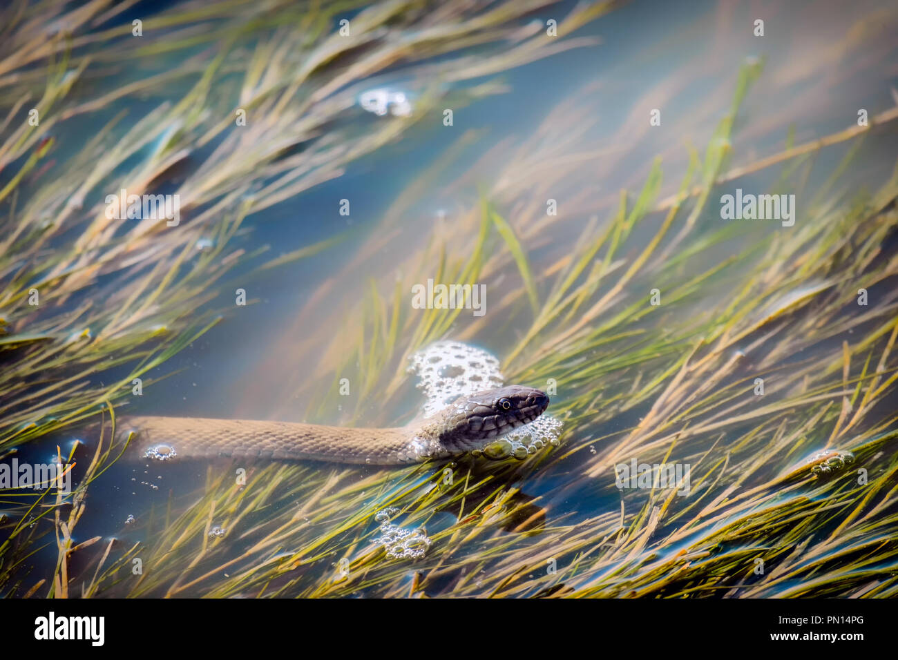 Dice snake appeared from the depths of the lake (Natrix tessellata) Stock Photo
