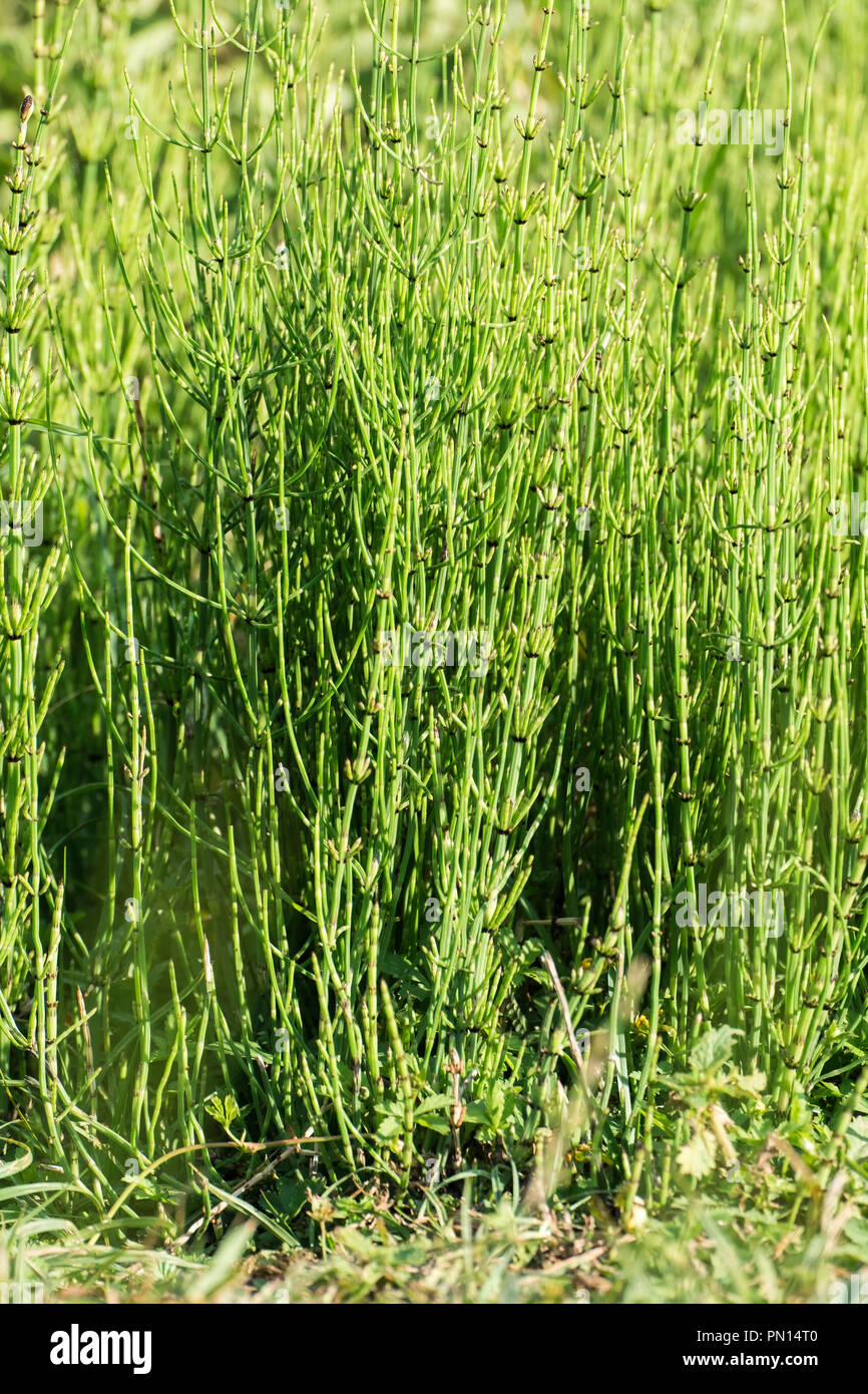 Herb of field horsetail (Equisetum arvense) Stock Photo
