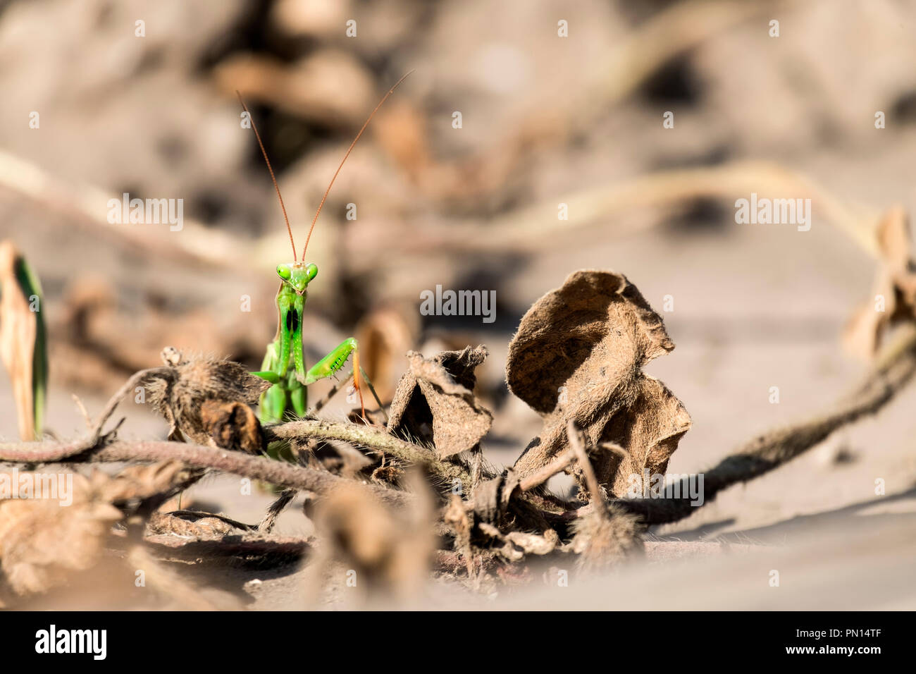 Praying mantis sits among dry, withered grass (Mantis religiosa) Stock Photo