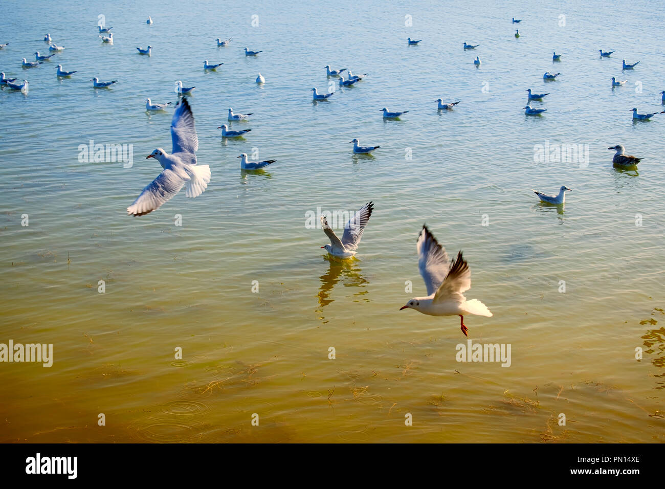 Slender-billed gull in flight and float in the lake (Chroicocephalus genei) Stock Photo