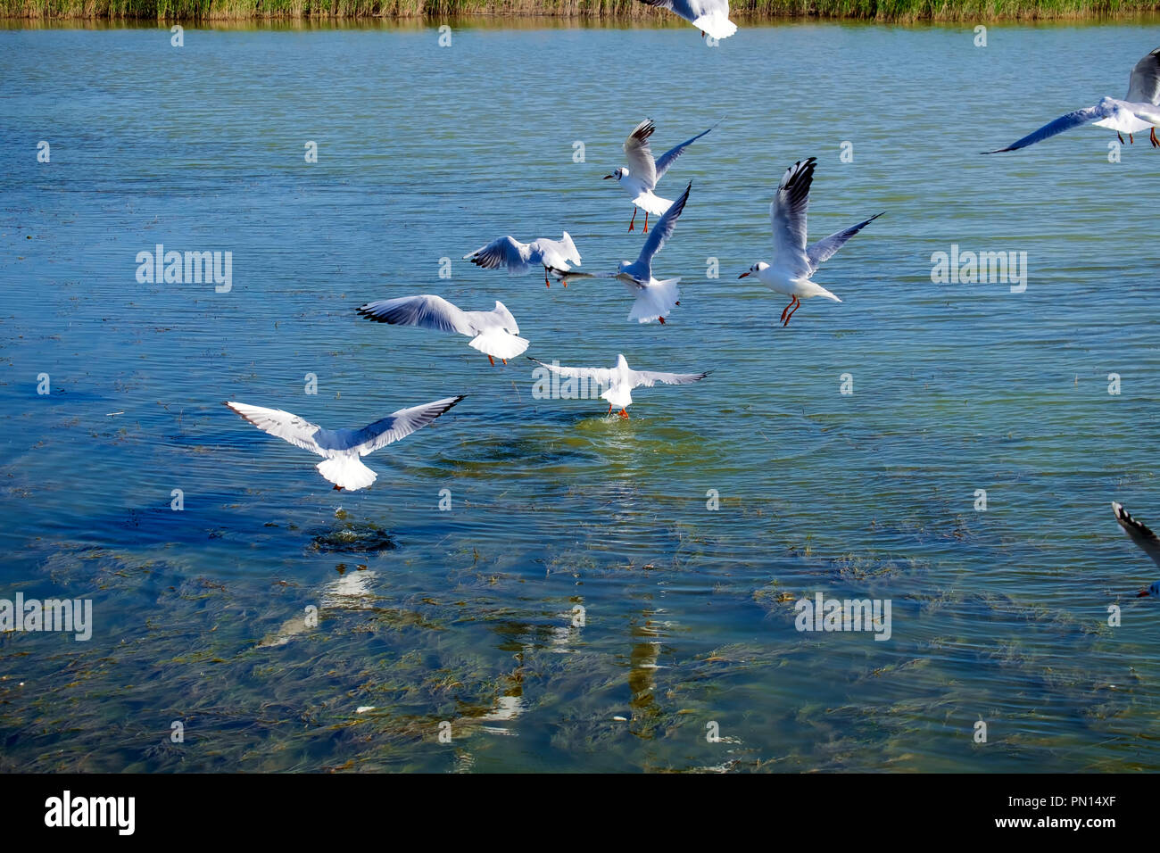 Slender-billed gull landing on water (Chroicocephalus genei) Stock Photo