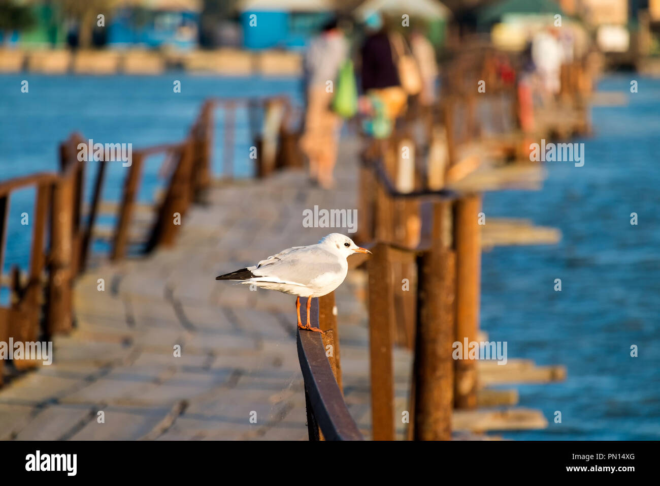 Slender-billed gull sits on an iron railing of a wooden bridge (Chroicocephalus genei) Stock Photo