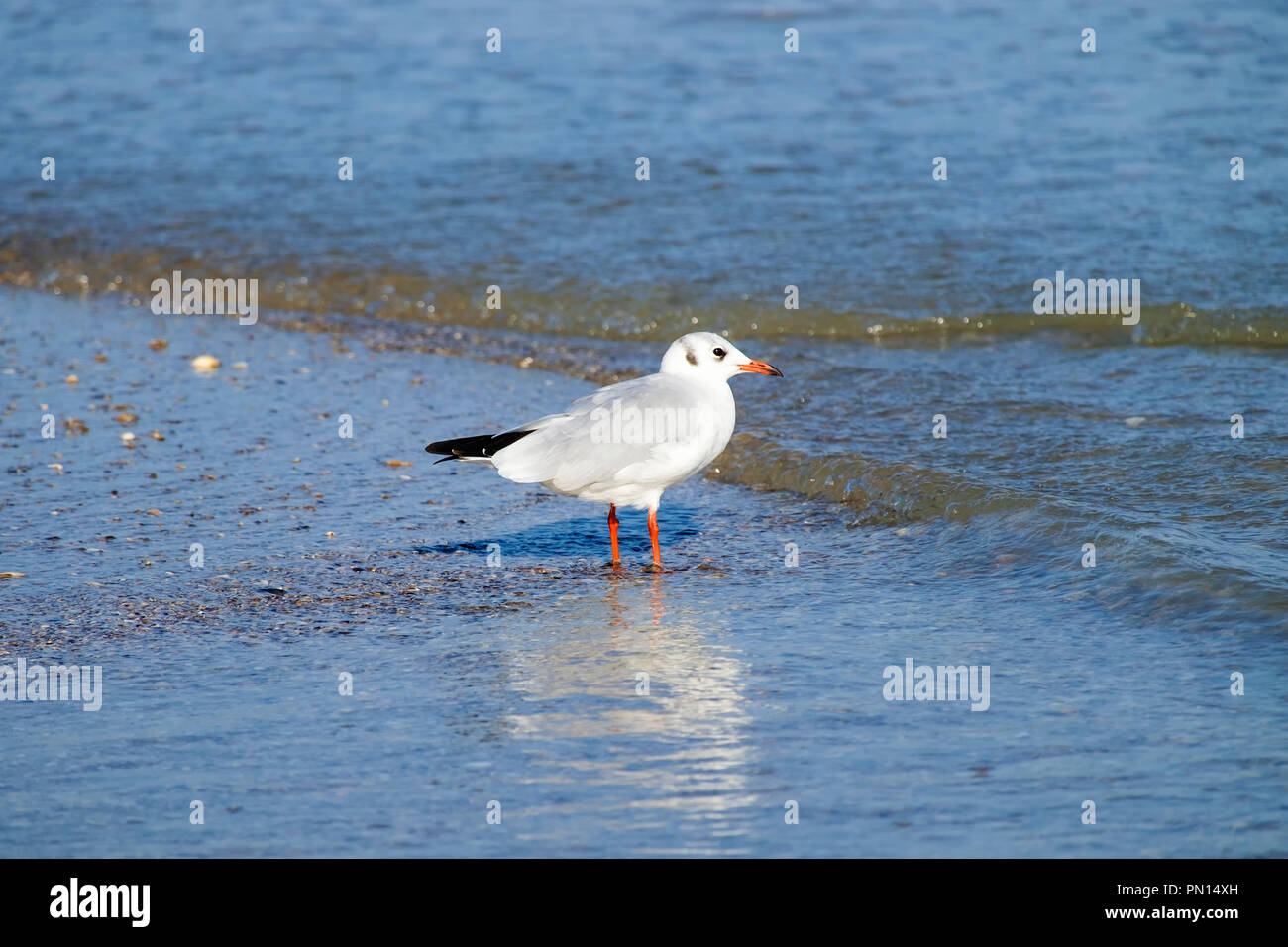 Slender-billed gull stands in the water on the beach (Chroicocephalus genei) Stock Photo