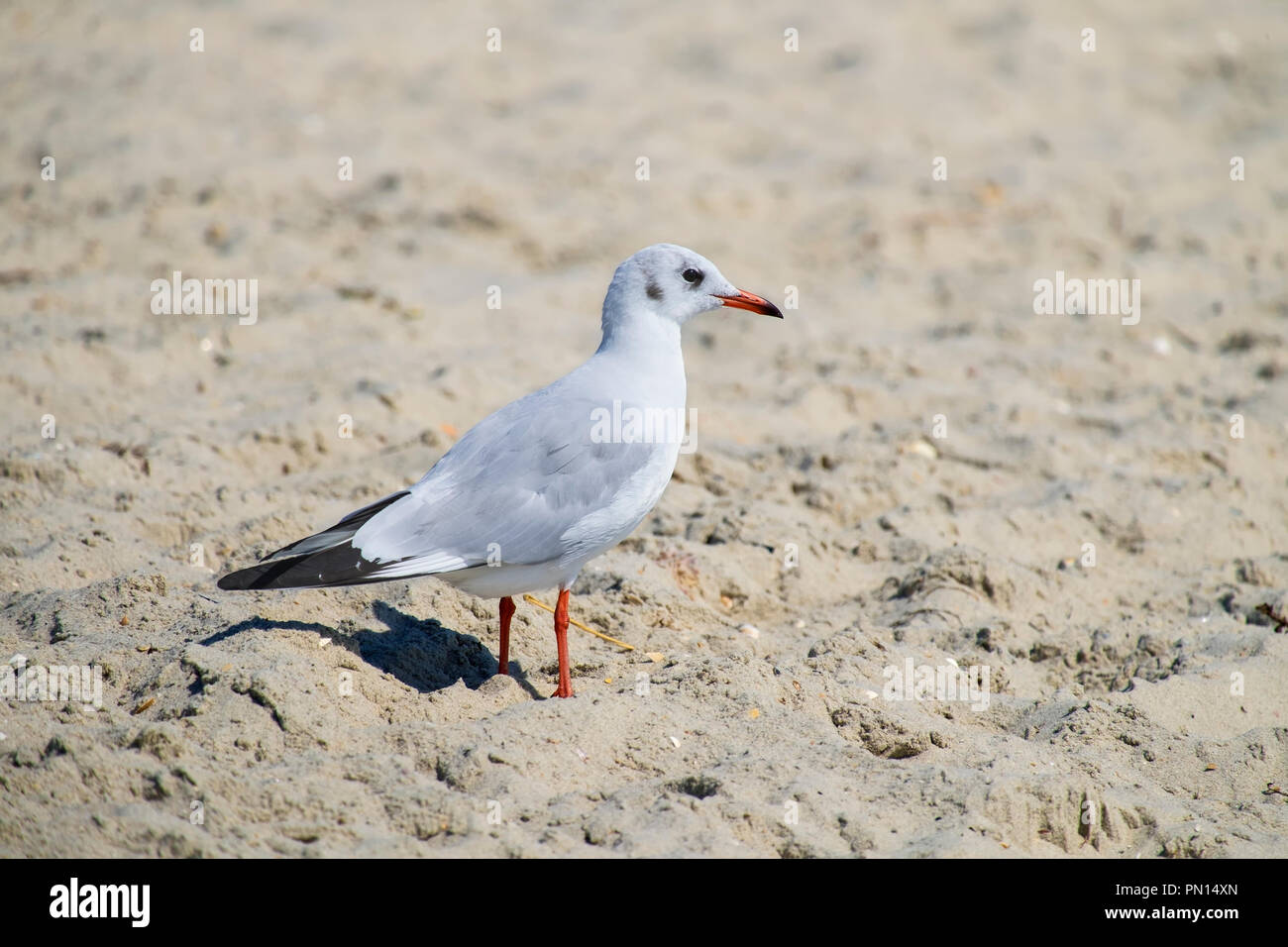 Slender-billed gull stands on the beach sand (Chroicocephalus genei) Stock Photo