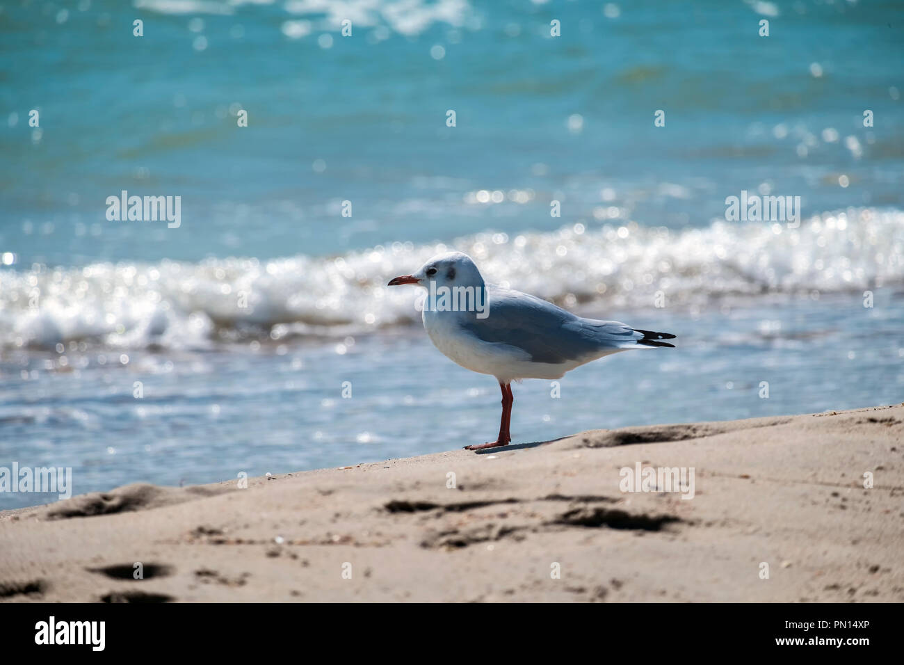 Slender-billed gull stands on the shore of the sea (Chroicocephalus genei) Stock Photo