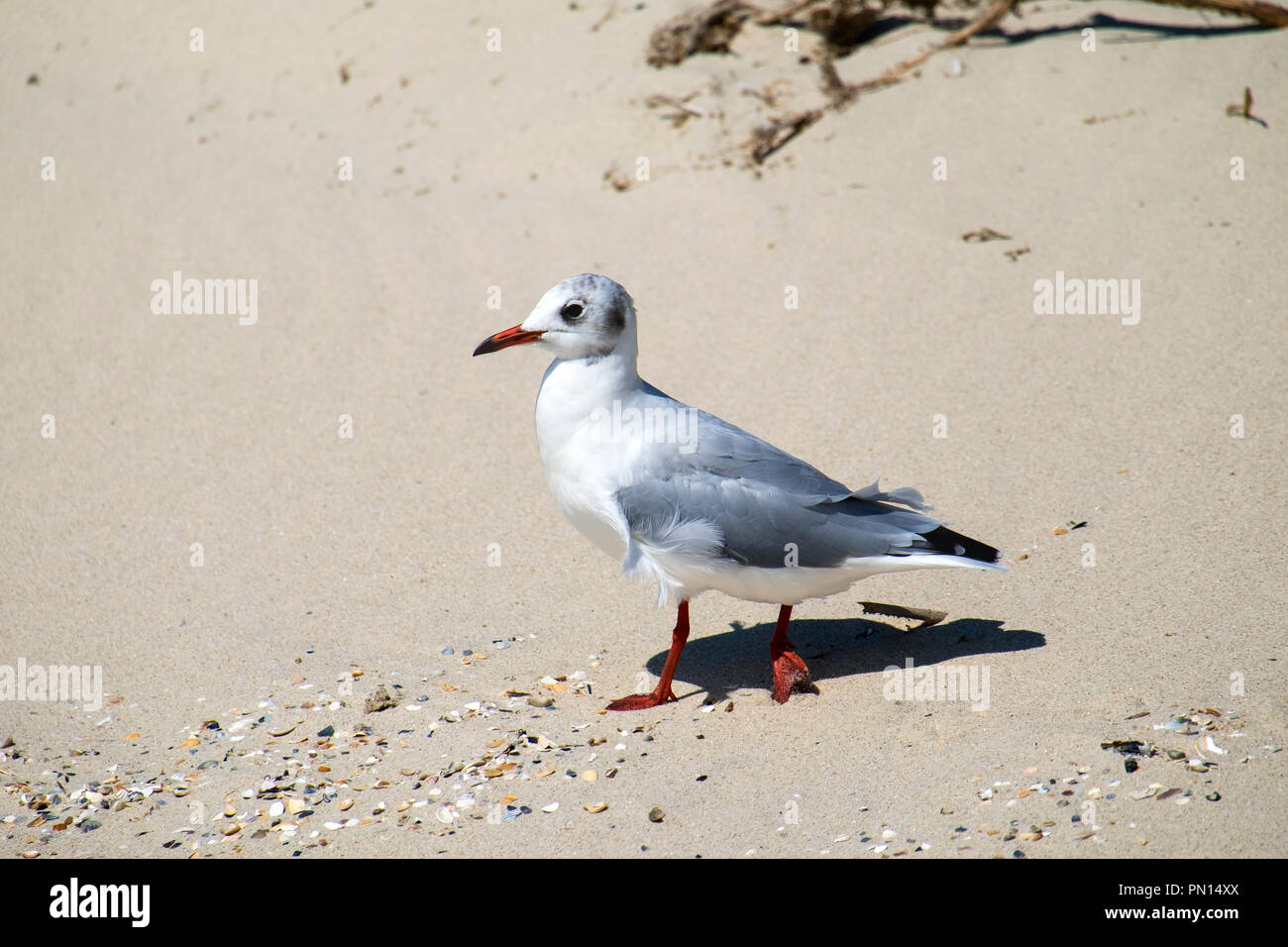 Slender-billed gull walks along the sandy beach (Chroicocephalus genei) Stock Photo