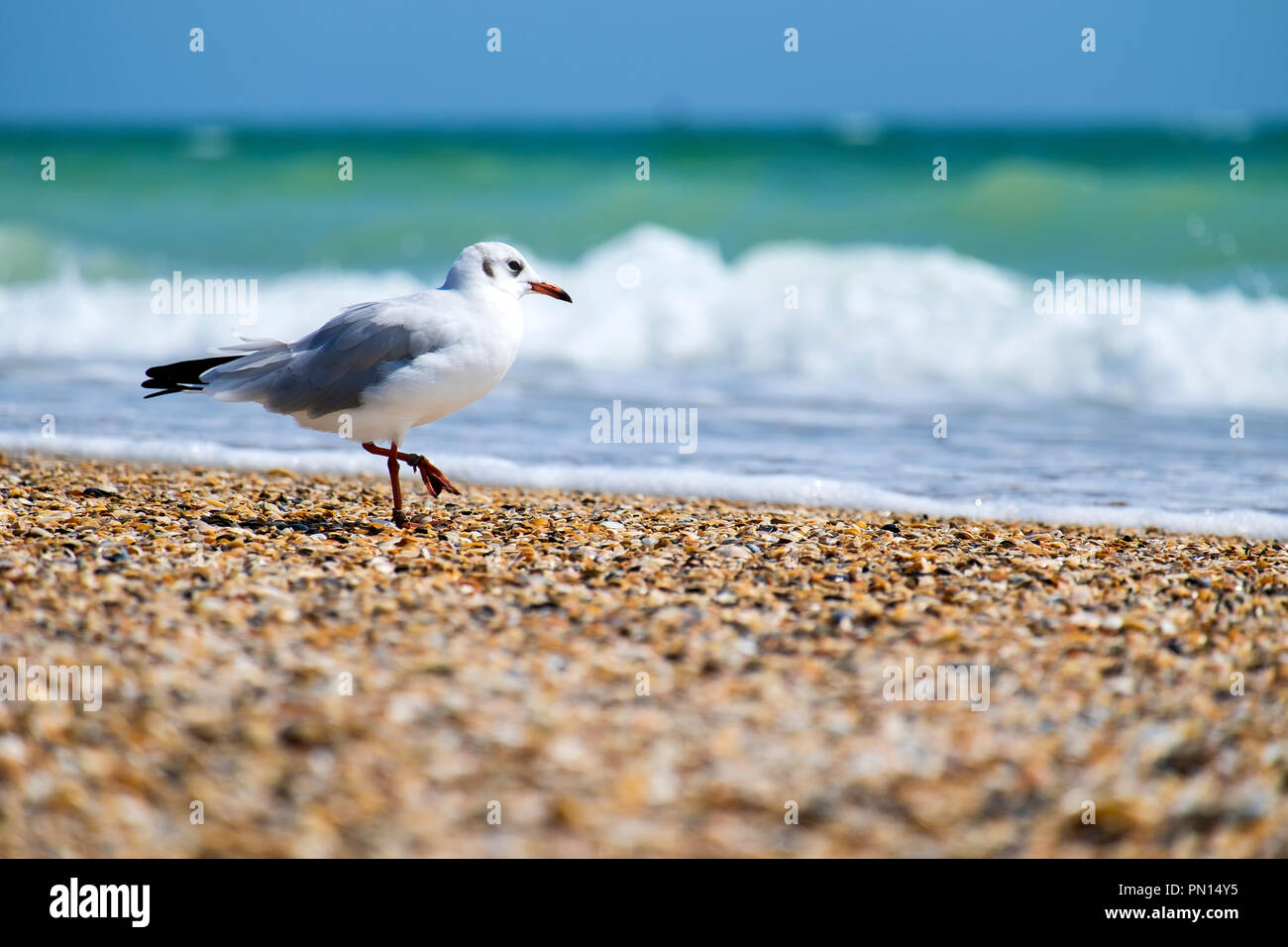 Slender-billed gull walks on the sea beach (Chroicocephalus genei) Stock Photo