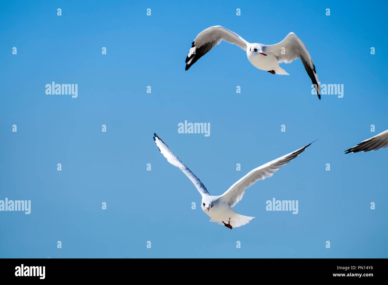 Slender-billed gulls in flight against the blue sky (Chroicocephalus genei) Stock Photo