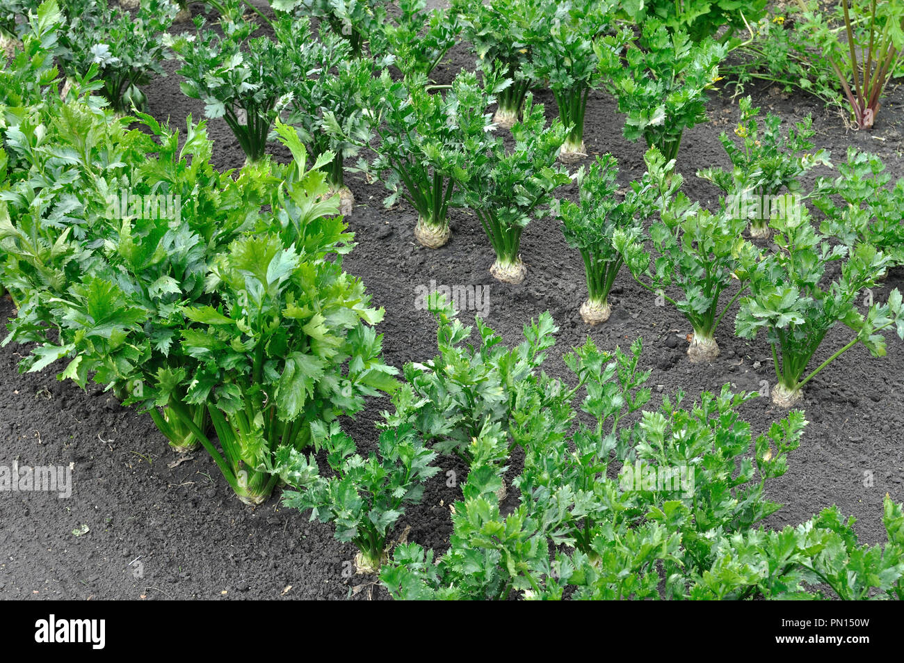 close-up of celery plantation (root and leaf vegetables) and parsnip in the vegetable garden, view from above Stock Photo