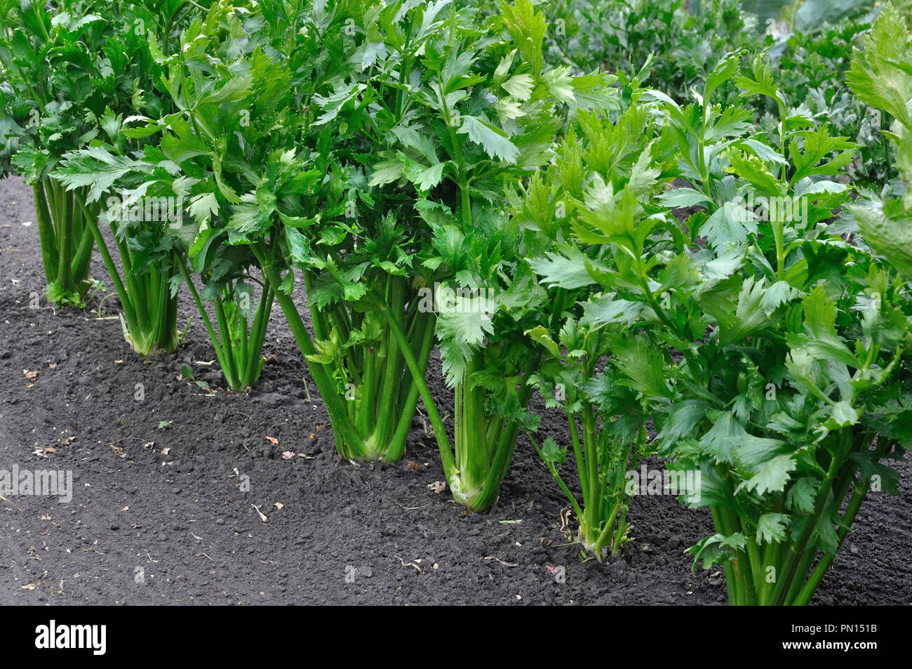 close-up of celery plantation (leaf vegetable) in the vegetable garden Stock Photo